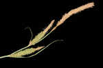 Upright sedge